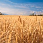 Le prix du blé atteint son plus haut niveau depuis 2012 en raison de la hausse de la demande et de la baisse de l'offre - Burzovnisvet.cz - Actions, Bourse, Change, Forex, Matières premières, IPO, Obligations