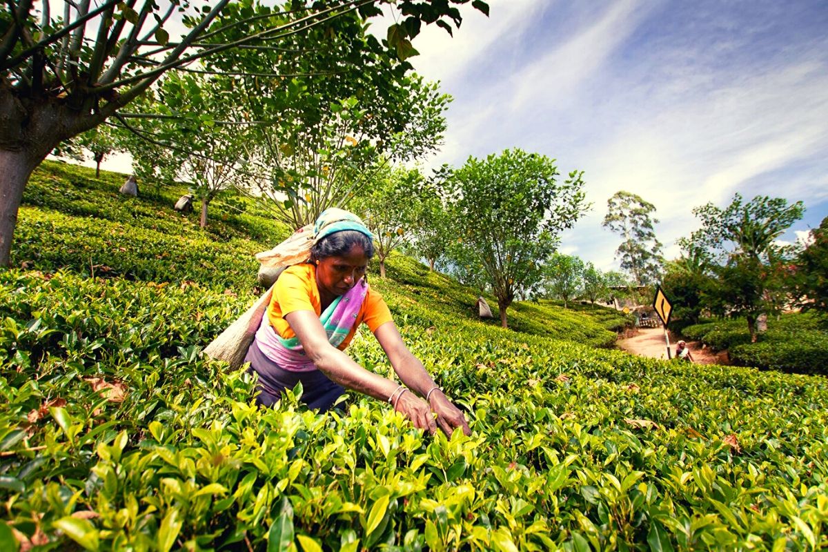 Le Sri Lanka change de cap sur l'agriculture biologique alors que la culture du thé est en difficulté - Burzovnisvet.cz - Actions, Bourse, Change, Forex, Matières premières, IPO, Obligations