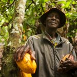 Les conditions climatiques de la Côte d'Ivoire stimulent la récolte de cacao - Burzovnisvet.cz - Actions, bourse, forex, matières premières, IPO, obligations