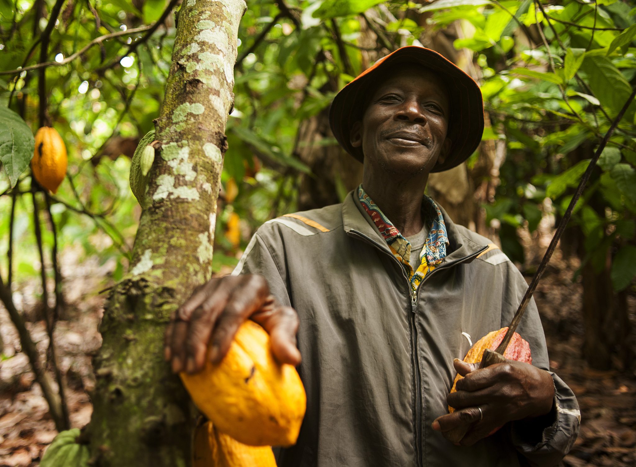 Les conditions climatiques de la Côte d'Ivoire stimulent la récolte de cacao - Burzovnisvet.cz - Actions, bourse, forex, matières premières, IPO, obligations