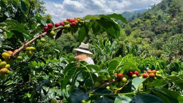 Le prix du café robusta chute, celui du café arabica faiblit également - Burzovnisvet.cz - Actions, bourse, forex, matières premières, IPO, obligations