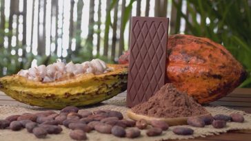 Perspectives du prix du cacao : le broyage dépasse les niveaux pré-pandémiques - Burzovnisvet.cz - Stocks, Exchange, Stock, Forex, Commodities, IPO, Bonds