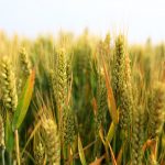 Céréales - Le blé CBOT atteint son plus haut niveau depuis 8,5 ans en raison d'une forte demande - Burzovnisvet.cz - Actions, Bourse, FX, Matières premières, IPO, Obligations