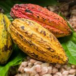 Les producteurs de cacao de Côte d'Ivoire affirment que la pluie et le soleil amélioreront la qualité des récoltes - Burzovnisvet.cz - Stocks, Stock, Exchange, Forex, Commodities, IPO, Bonds