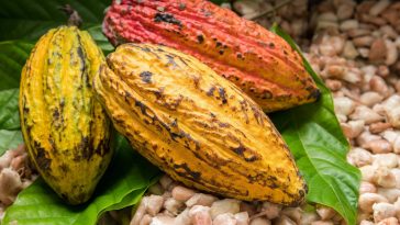 Les producteurs de cacao de Côte d'Ivoire affirment que la pluie et le soleil amélioreront la qualité des récoltes - Burzovnisvet.cz - Stocks, Stock, Exchange, Forex, Commodities, IPO, Bonds