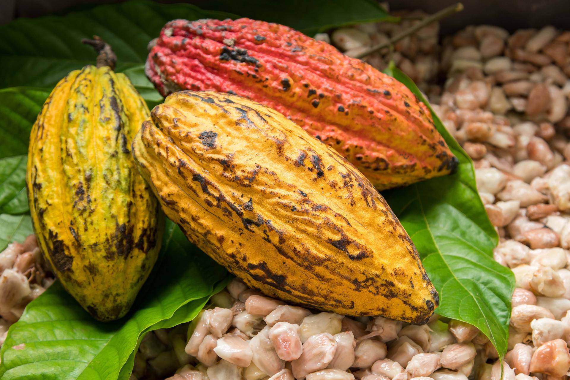 Les producteurs de cacao de Côte d'Ivoire affirment que la pluie et le soleil amélioreront la qualité des récoltes - Burzovnisvet.cz - Stocks, Stock, Exchange, Forex, Commodities, IPO, Bonds