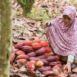 Silný déšť je příjemným překvapením pro pěstitele kakaa na Pobřeží slonoviny v období sucha