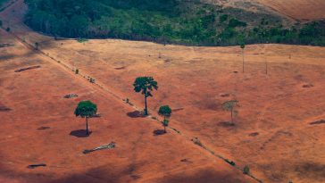 La déforestation de la forêt amazonienne brésilienne atteint son plus haut niveau depuis 15 ans, selon les données de l'agence spatiale locale - Burzovnisvet.cz - Actions, Bourse, FX, Matières premières, IPO, Obligations