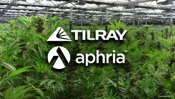 Tilray : Tilray est-il encore une bonne affaire ? - Burzovnisvet.cz - Actions, bourse, forex, matières premières, IPO, obligations