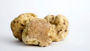 Une grosse truffe blanche italienne vendue aux enchères pour 103 000 € - Burzovnisvet.cz - Actions, bourse, forex, matières premières, IPO, obligations