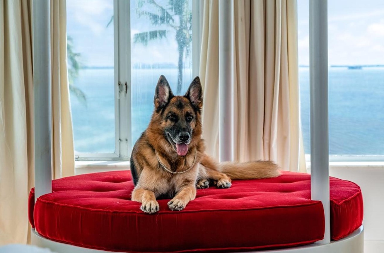 Ce chien riche "vend" le manoir de Miami ayant appartenu à Madonna - Burzovnisvet.cz - Actions, Bourse, Marché, Forex, Matières premières, IPO, Obligations
