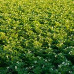 Des chercheurs tentent de cultiver des pommes de terre résistantes au climat - Burzovnisvet.cz - Actions, bourse, forex, matières premières, IPO, obligations