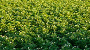 Des chercheurs tentent de cultiver des pommes de terre résistantes au climat - Burzovnisvet.cz - Actions, bourse, forex, matières premières, IPO, obligations