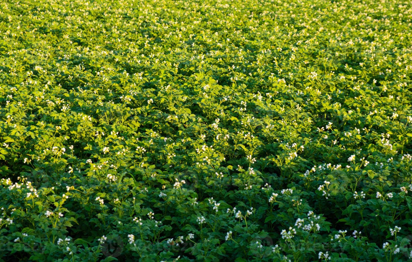 Des chercheurs tentent de cultiver des pommes de terre résistantes au climat - Burzovnisvet.cz - Actions, bourse, forex, matières premières, IPO, obligations