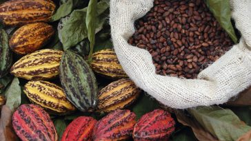 Des pluies douces en Côte d'Ivoire favorisent la récolte de cacao, selon les agriculteurs - Burzovnisvet.cz - Actions, Bourse, FX, Matières premières, IPO, Obligations