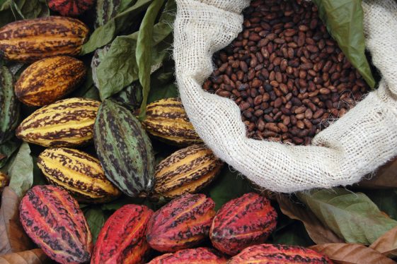 Des pluies douces en Côte d'Ivoire favorisent la récolte de cacao, selon les agriculteurs - Burzovnisvet.cz - Actions, Bourse, FX, Matières premières, IPO, Obligations