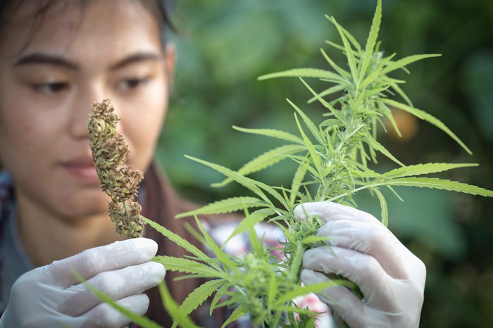 Un agriculteur examine un plant de cannabis.