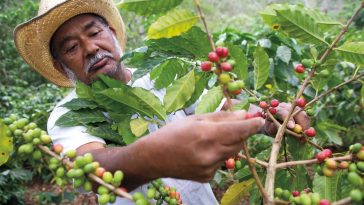 Le café et le sucre affichent les gains hebdomadaires les plus élevés. Parmi les matières premières, ce sont elles qui ont le plus progressé cette semaine - Burzovnisvet.cz - Actions, taux de change, forex, matières premières, IPO, obligations