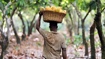 Les agriculteurs disent que des pluies légères sont nécessaires en Côte d'Ivoire pour stimuler la principale récolte de cacao - Burzovnisvet.cz - Stocks, Exchange, FX, Commodities, IPO, Bonds