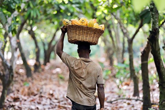 Les agriculteurs disent que des pluies légères sont nécessaires en Côte d'Ivoire pour stimuler la principale récolte de cacao - Burzovnisvet.cz - Stocks, Exchange, FX, Commodities, IPO, Bonds