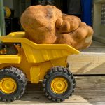 Un couple néo-zélandais découvre une pomme de terre géante de la taille d'un petit chien - Burzovnisvet.cz - Actions, bourse, forex, matières premières, IPO, obligations
