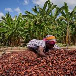 La principale récolte de cacao de la Côte d'Ivoire devrait se terminer à des niveaux faibles, selon les acheteurs et les agriculteurs - Burzovnisvet.cz - Actions, Bourse, FX, Matières premières, IPO, Obligations