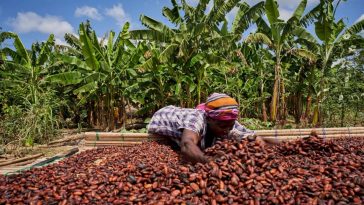 La principale récolte de cacao de la Côte d'Ivoire devrait se terminer à des niveaux faibles, selon les acheteurs et les agriculteurs - Burzovnisvet.cz - Actions, Bourse, FX, Matières premières, IPO, Obligations