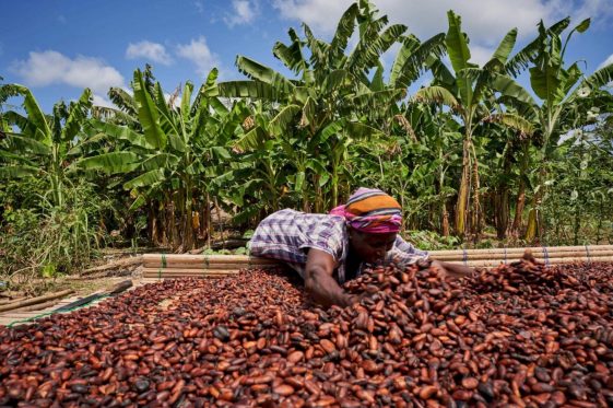 La principale récolte de cacao de la Côte d'Ivoire devrait se terminer à des niveaux faibles, selon les acheteurs et les agriculteurs - Burzovnisvet.cz - Actions, Bourse, FX, Matières premières, IPO, Obligations