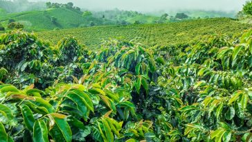 Le prix du café atteint son plus haut niveau depuis 10 ans et les analystes s'attendent à ce que les tensions sur le marché se poursuivent jusqu'en 2023 - Burzovnisvet.cz - Actions, Bourse, FX, Matières premières, IPO, Obligations