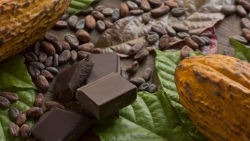 Des pluies légères et des vents doux aident la récolte de cacao en Côte d'Ivoire, selon les agriculteurs - Burzovnisvet.cz - Actions, Bourse, Change, Forex, Matières premières, IPO, Obligations