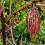 Des pluies supplémentaires sont nécessaires pour stimuler la récolte de cacao en Côte d'Ivoire, selon les agriculteurs - Burzovnisvet.cz - Actions, Bourse, Change, Forex, Matières premières, IPO, Obligations