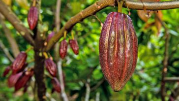 Des pluies supplémentaires sont nécessaires pour stimuler la récolte de cacao en Côte d'Ivoire, selon les agriculteurs - Burzovnisvet.cz - Actions, Bourse, Change, Forex, Matières premières, IPO, Obligations