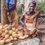 Les pluies douces et le soleil sont de bon augure pour le cacao de Côte d'Ivoire à la mi-récolte - Burzovnisvet.cz - Actions, Bourse, FX, Matières premières, IPO, Obligations