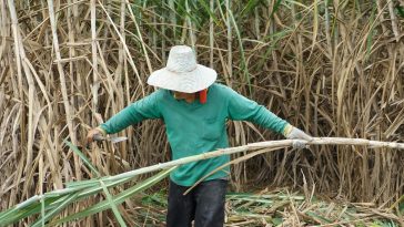 La chute du sucre s'arrête grâce aux conditions météorologiques au Brésil et à la production en Inde