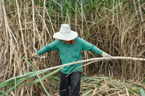 La chute du sucre s'arrête grâce aux conditions météorologiques au Brésil et à la production en Inde