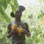 Le régulateur du cacao de Côte d'Ivoire voit sa production chuter - Burzovnisvet.cz - Actions, Bourse, FX, Matières premières, IPO, Obligations