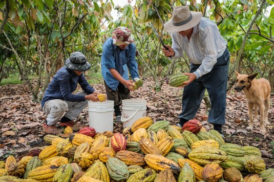 Des pluies douces en Côte d'Ivoire devraient stimuler la production de cacao à mi-récolte, selon les agriculteurs - Burzovnisvet.cz - Actions, Bourse, FX, Matières premières, IPO, Obligations