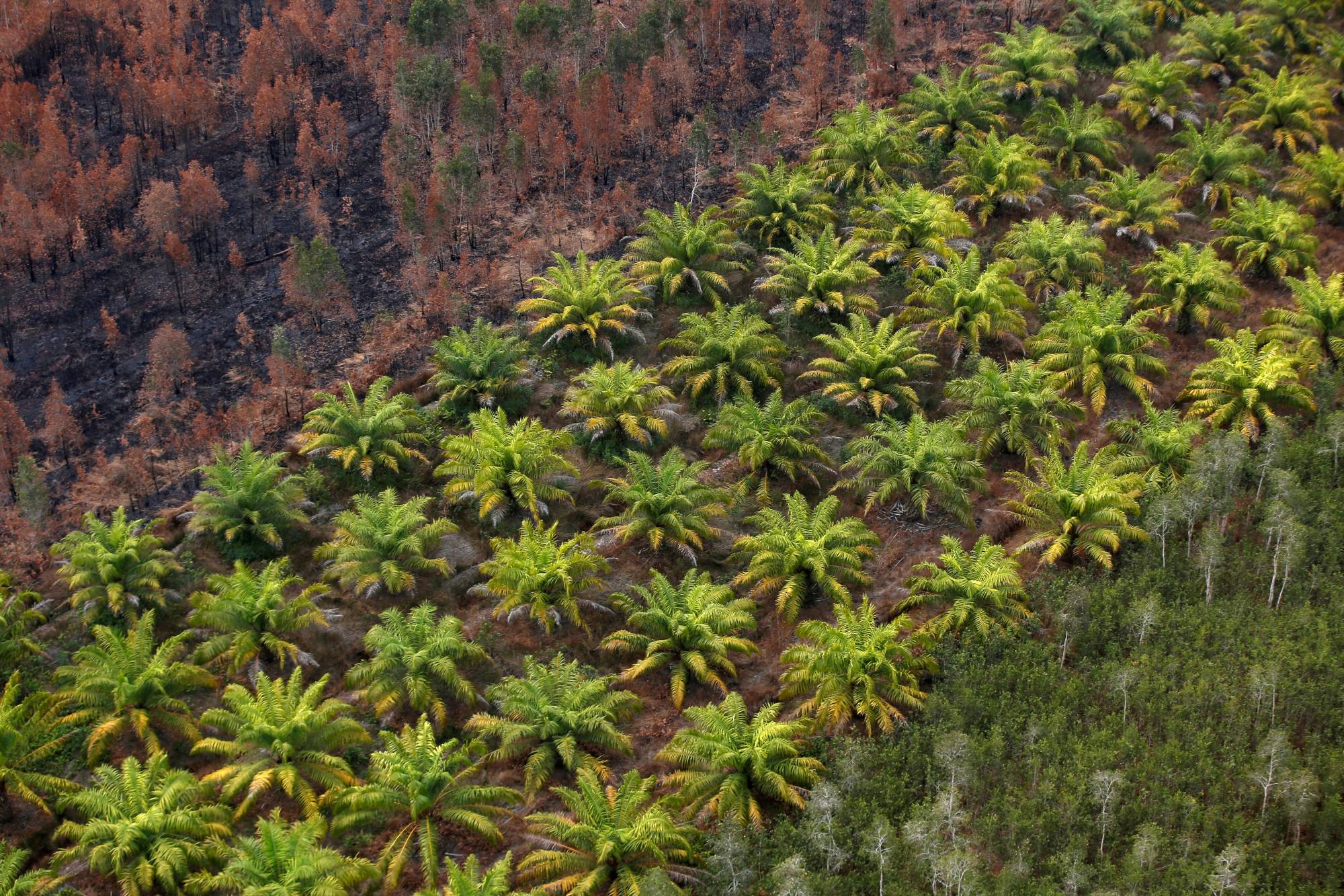 Même le plus grand producteur mondial d'huile de palme s'inquiète des prix - Burzovnisvet.cz - Actions, Bourse, Change, Forex, Matières premières, IPO, Obligations